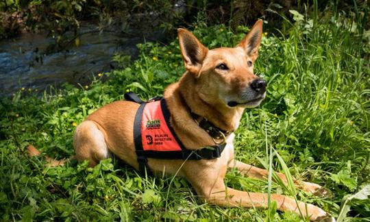 Kip, the Kelpie (medium-sized) Detection Dog, in orange fitting, lying in the grass and facing right.