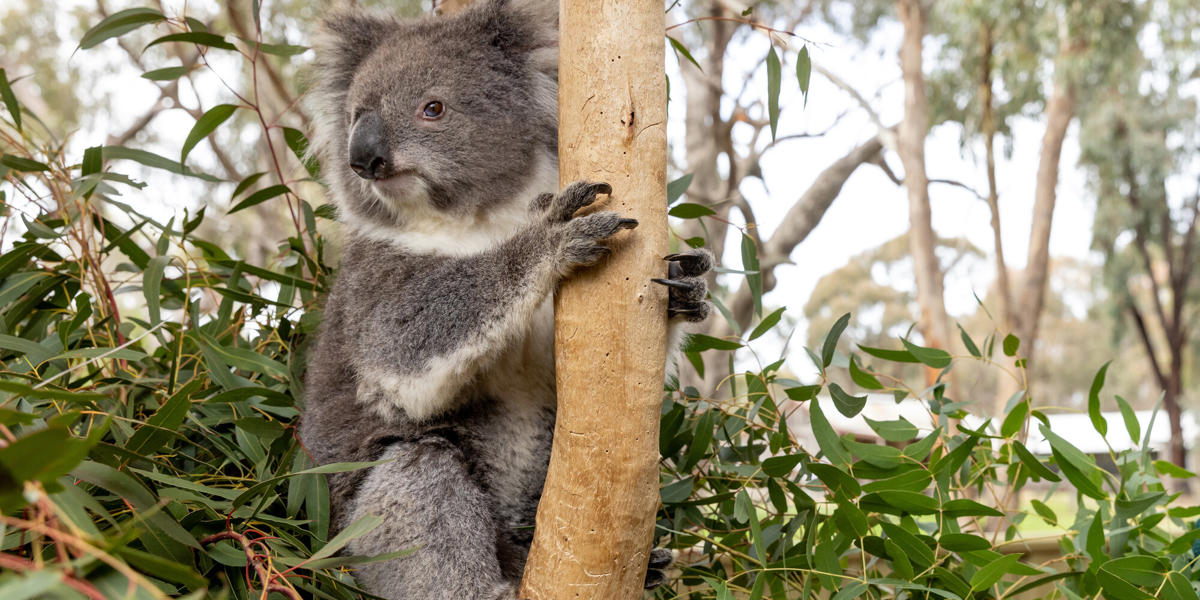 One koala looking left of frame