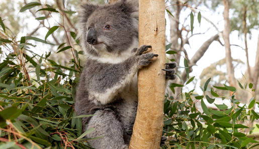 One koala looking left of frame