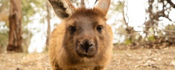 Close-up of a Kangaroo Island Kangaroo, facing the camera and surrounded by bushland.