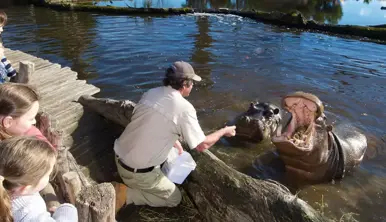 Two hippo in water, one with its mouth open being fed. A man is on the water's edge leaning over and feeding the hippo. People are watching behind the man.
