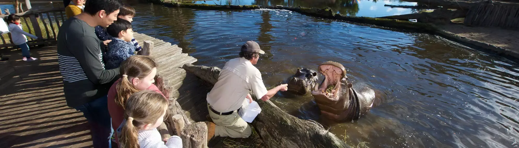 Two Hippos in water, one with their mouth open being fed by a Keeper, who's on the water's edge leaning over, with people watching behind.