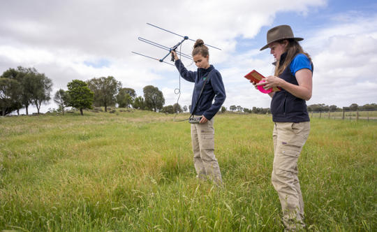 Two staffs at Zoos Victoria out in field for Eastern Barred Bandicoot Research