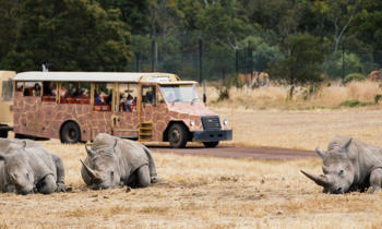 Three rhinos lying down on grass. A bus with people on it can be seen in background.