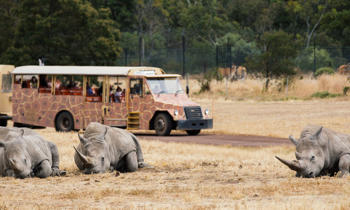 Three Rhinos lying down on grass, as a bus with people on it can be seen in background.
