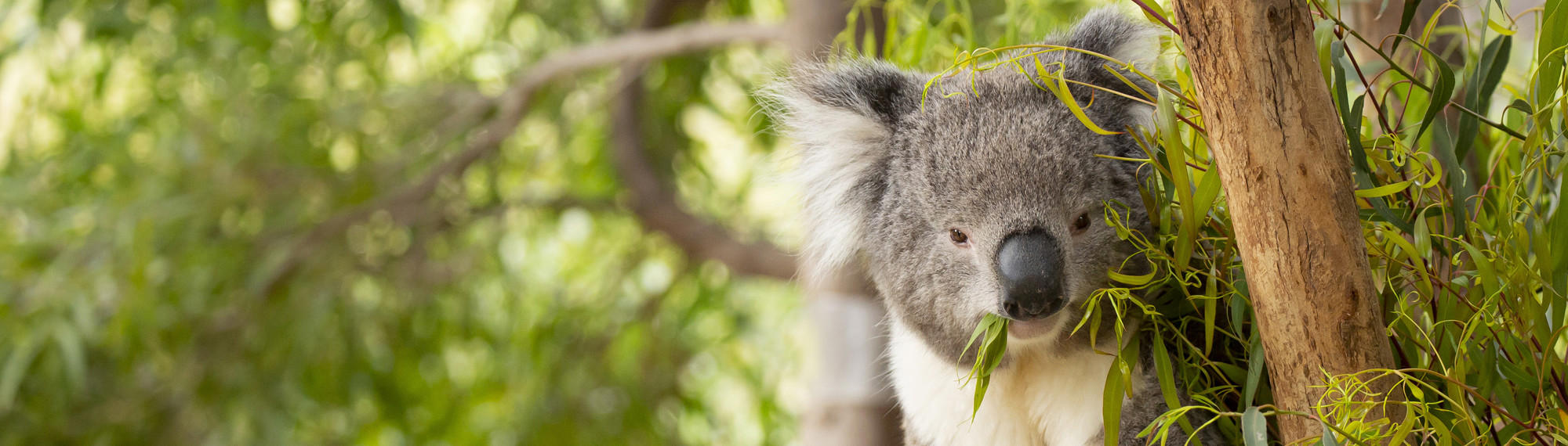 Koala Enjoying Leaves Sitting in a Tree