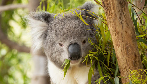 Close-up of a Koala enjoying leaves and sitting in a tree.