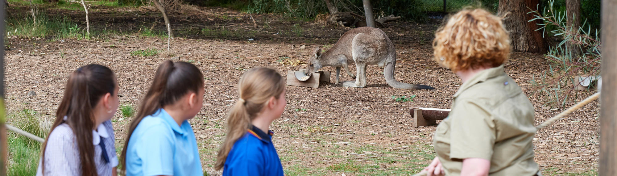 A Zoo keeper and three teens dressed in various school uniforms look at an Eastern Grey Kangaroo eating from a trough.
