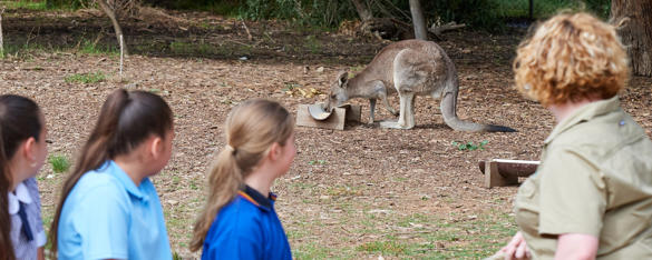 A Zoo keeper and three teens dressed in various school uniforms look at an Eastern Grey Kangaroo eating from a trough.