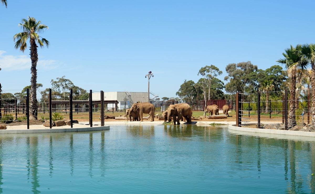 View of at least six Asian Elephants by the water at the Trail of the Elephants on a summer day.