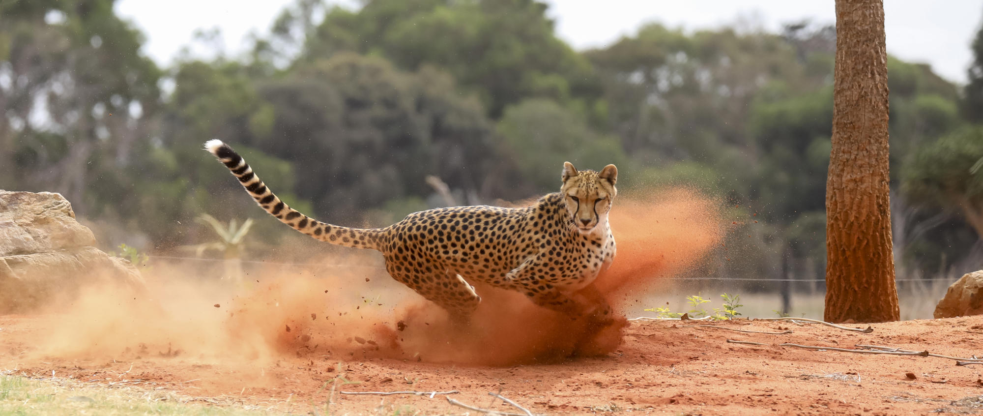 Cheetah dashing right, cornering on red dirt as it flies up.