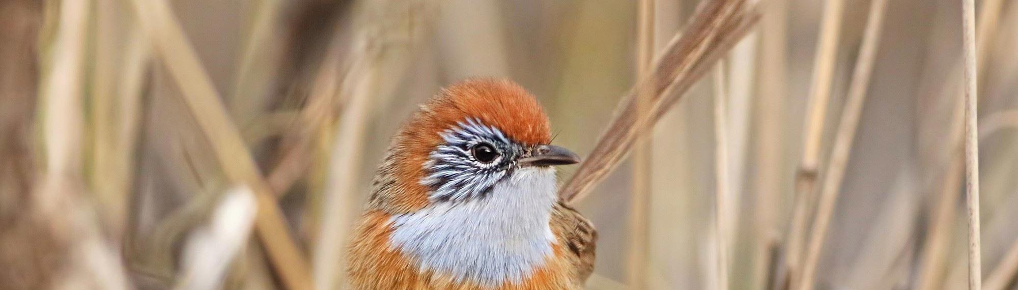 Mallee Emu-wren in long dry grass looking left to the camera, with a bright orange head, white chest and a pale orange body.