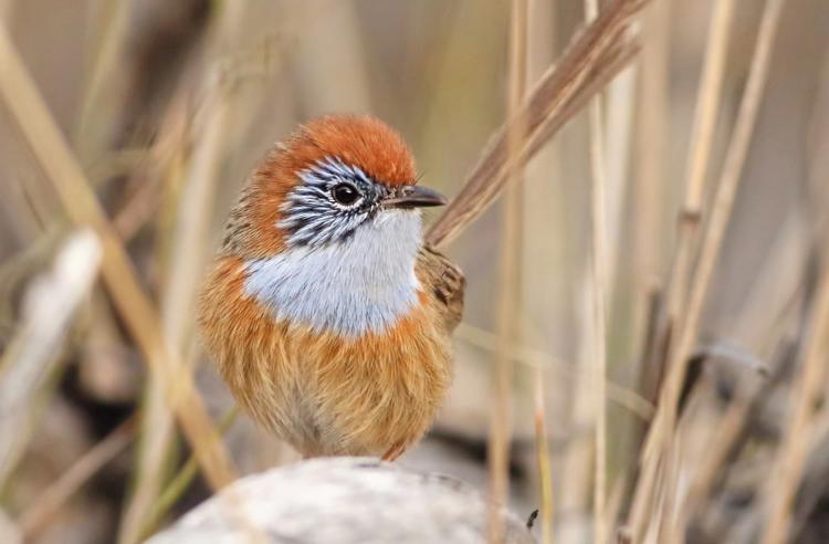 Mallee Emu-wren in long dry grass looking left to the camera, with a bright orange head, white chest and a pale orange body.