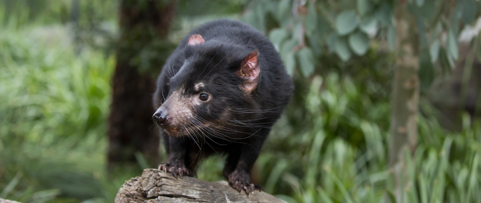 A black Tasmanian devil stands on a log looking to the right