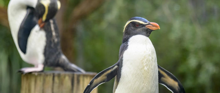 Fiordland Penguin Preening Standing On Post Facing Left Of Frame Wings 