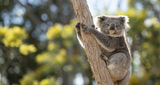 A Koala, perched on a large branch, seen from the right while looking to the camera.