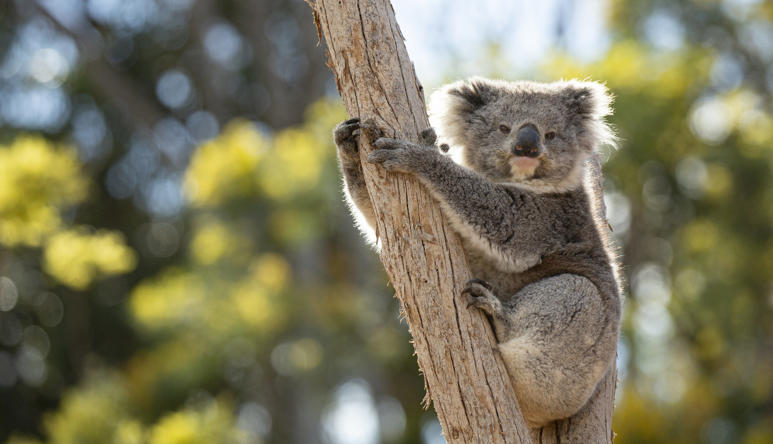 A Koala, perched on a large branch, seen from the right while looking to the camera.
