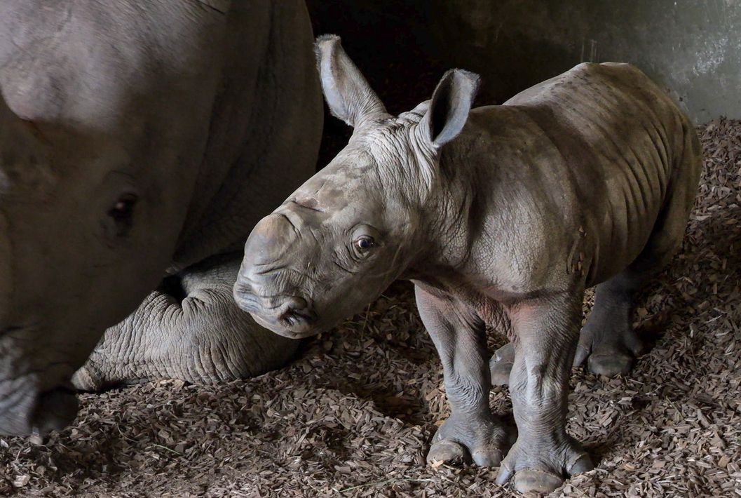 Kipenzi's calf at 2 days old - still from video.