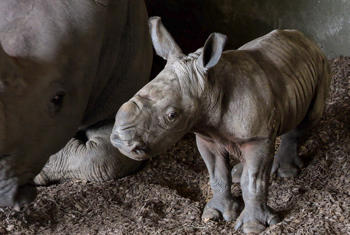 Kipenzi's calf at 2 days old - still from video