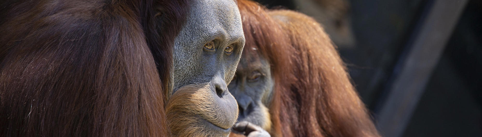 Two Orangutans sitting with each other; one is staring just to the right of the camera and the other is biting their nails.