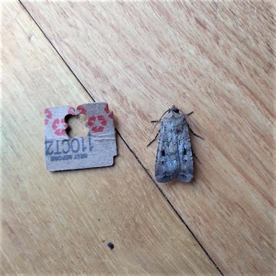 A Bogong Moth on a wooden surface next to a bread tag; they are very close in height