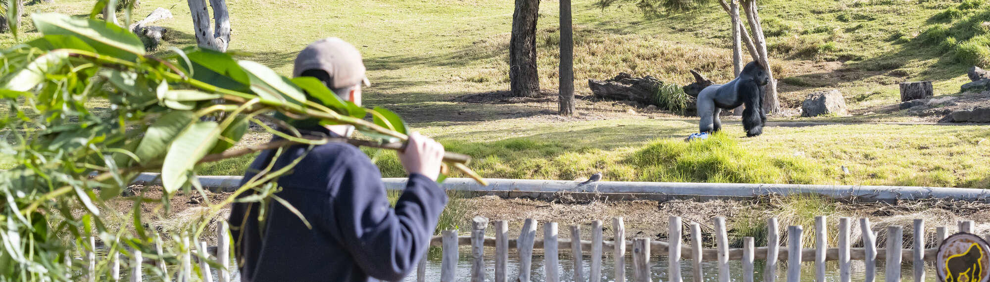 View of a Southern Lowland Gorilla in their habitat, facing right, being watching by a Keeper holding tree branches.