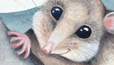 An illustration of Pippa, the Mountain Pygmy Possum.