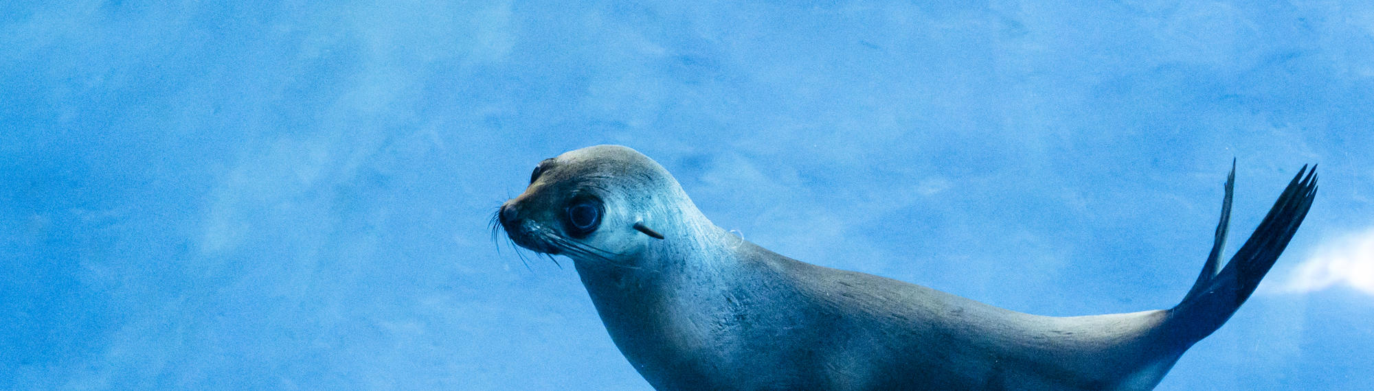 Bella, the Fur Seal, swimming left in her blue-floored pool.