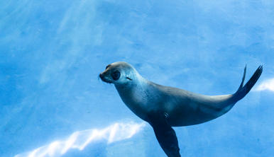 Bella, the Fur Seal, swimming left in her blue-floored water enclosure.