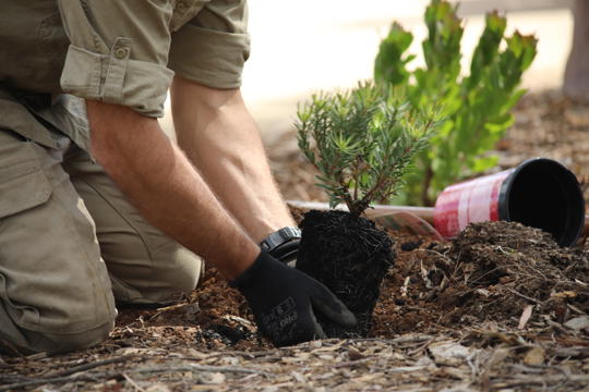 Keeper planting a small tree.