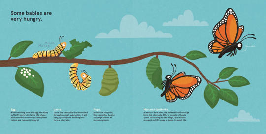 Illustrated spread detailing Monarch Butterflies' metamorphosis.