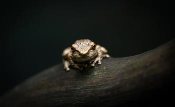 Spotted Tree Frog