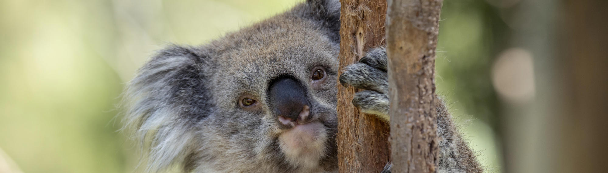 Koala looking at the camera from behind a tree branch while climbing; close-up view of Koala's upper half.