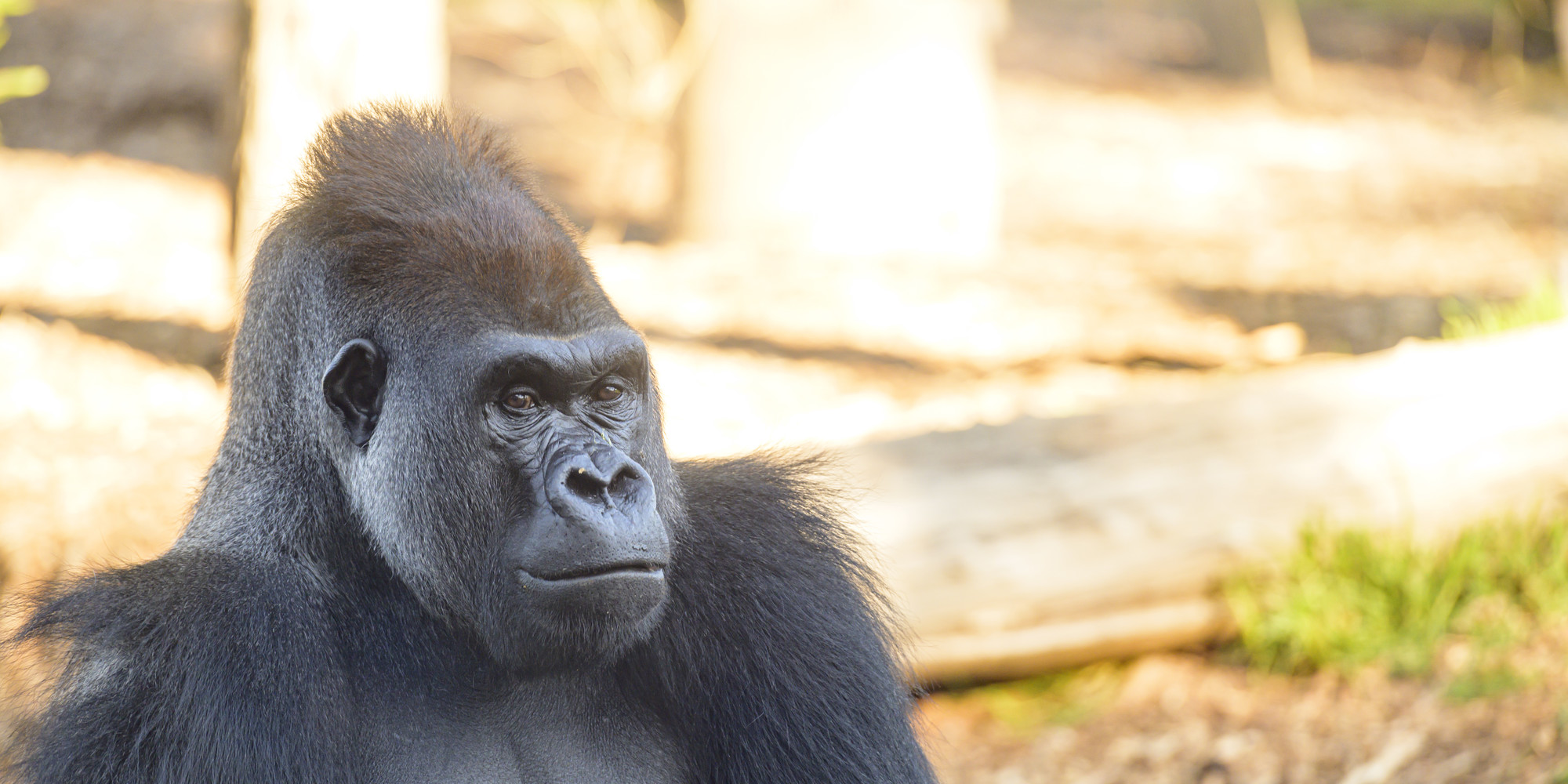A male gorilla looks off to the side of the camera. A log and grass can be seen in the background.