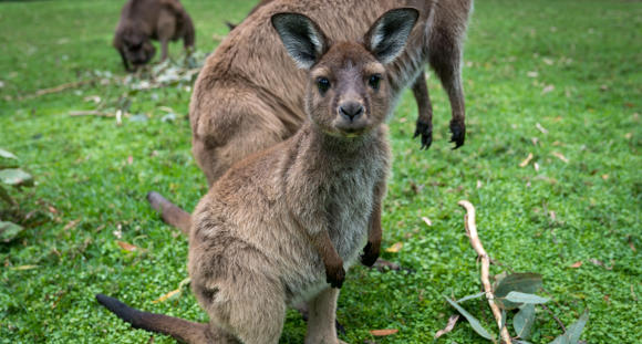 Close-up of Sherry, the Kangaroo Island joey, as she looks right to the camera while in the company of two other Kangaroos.