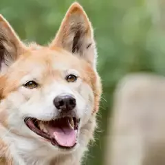 A Dingo facing the camera, panting with tongue out.