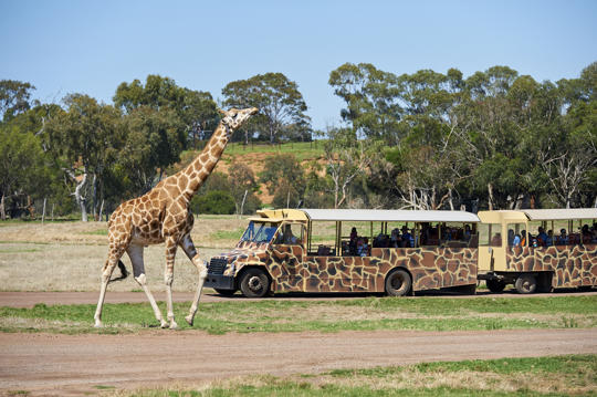 Giraffe walking next to a safari bus on the Savannah. Giraffe is looking up and visitors watch from the bus in the background.