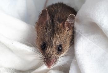 A close-up of a Pookila mouse looking at the camera, lying in white hessian material