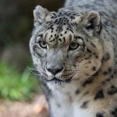 snow leopard