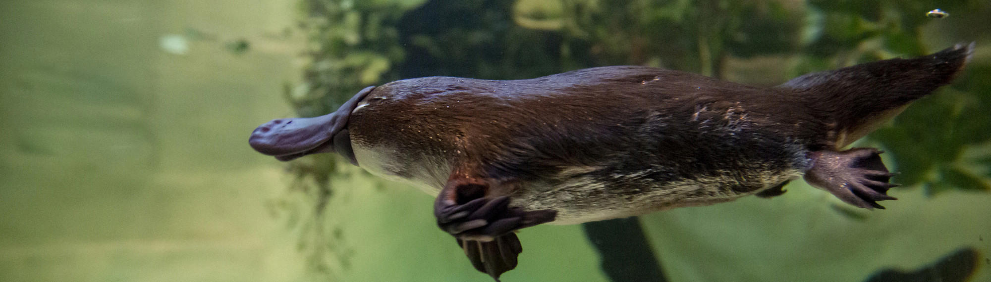 Yumi the Platypus swimming to the left of frame, seen underwater in their enclosure: brown with a paddle-shaped tail like a beaver; a sleek, furry body like an otter; and a flat bill and webbed feet like a duck.