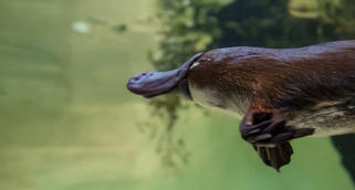 Yumi the Platypus swimming to the left of frame, seen underwater in their enclosure: brown with a paddle-shaped tail like a beaver; a sleek, furry body like an otter; and a flat bill and webbed feet like a duck.
