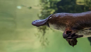 Yumi the Platypus swimming to the left of frame, seen underwater in their enclosure: brown with a paddle-shaped tail like a beaver; a sleek, furry body like an otter; and a flat bill and webbed feet like a duck.