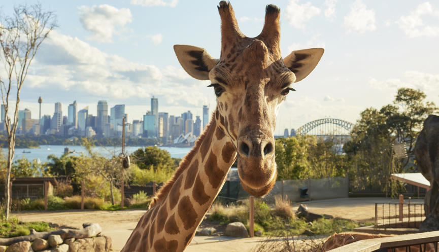 Giraffe from Taronga Zoo looks right to the camera, against a view of Sydney (Kirribilli) Harbour.