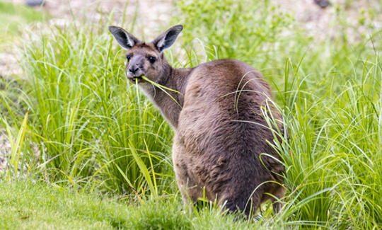 A Kangaroo Island Kangaroo is eating green grass, while turning back towards the camera.