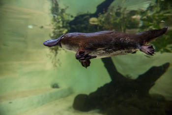 Yumi the platypus, swimming. Tales from Platypus Creek