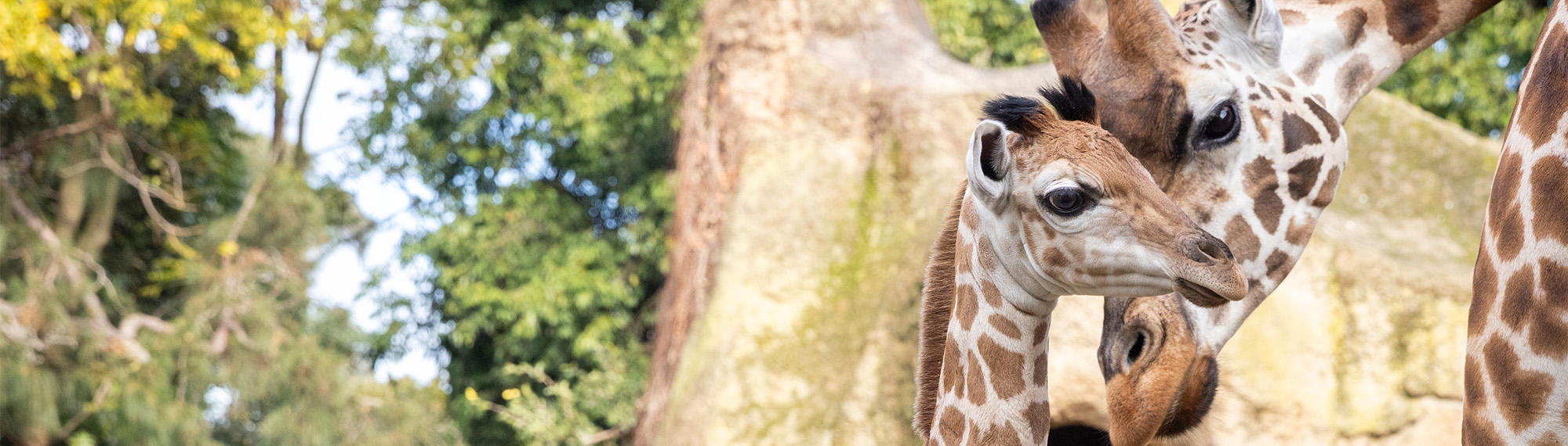 Close-up of Giraffe calf Tambi, standing in front of his mum, Nakuru, facing opposite directions.