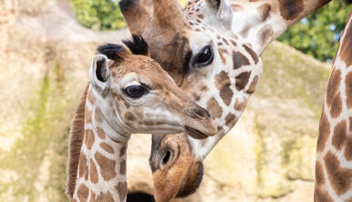 Close-up of Giraffe calf Tambi, standing in front of his mum, Nakuru, facing opposite directions.
