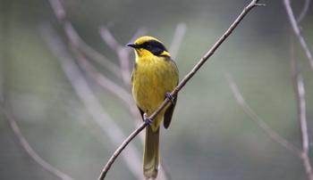 A Helmeted Honeyeater perching on a leafless branch and looking to the left