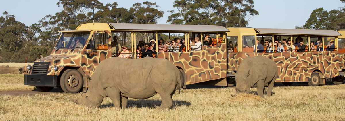 Safari bus with giraffe markings and full of people, passing two grazing Rhinoceros, all facing left.