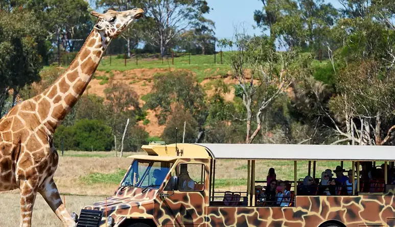 Giraffe standing right next to a bus covered in giraffe print.